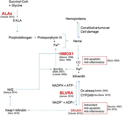 Heme Oxygenase Dependent Bilirubin Generation in Vascular Cells: A Role in Preventing Endothelial Dysfunction in Local Tissue Microenvironment?